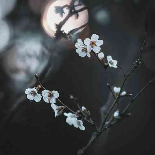 صدای بچه دلم دلم دلم وه تو خوش بی تونیش چین